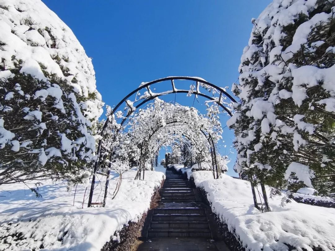 雪落玉龙，三冬含暖。